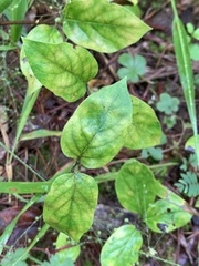 Thyrsanthella difformis