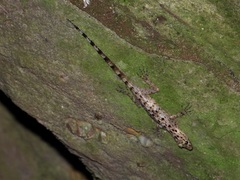 Cnemaspis peninsularis