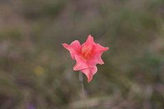 Gladiolus meridionalis