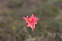 Gladiolus meridionalis