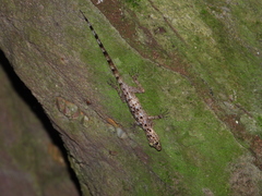 Cnemaspis peninsularis