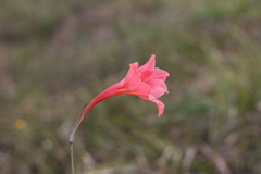 Gladiolus meridionalis