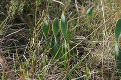 Cyrtanthus obliquus