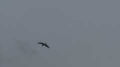 Ardea alba