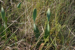 Cyrtanthus obliquus