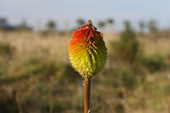 Kniphofia rooperi