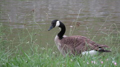 Branta canadensis