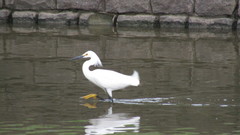Egretta thula