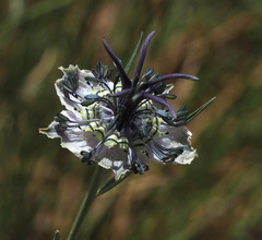 Nigella arvensis