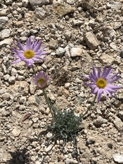 Erigeron argentatus
