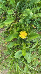 Taraxacum officinale