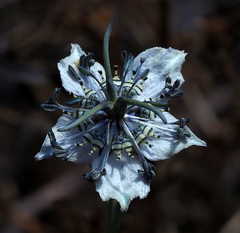 Nigella arvensis
