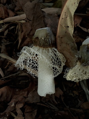 Phallus merulinus