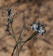 Nigella arvensis