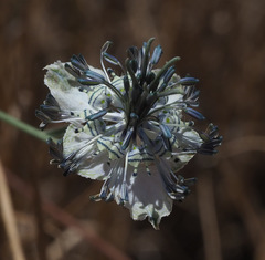 Nigella arvensis