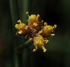 Ephedra foeminea
