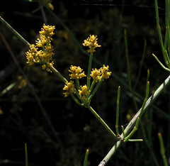 Ephedra foeminea