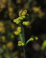 Ephedra foeminea