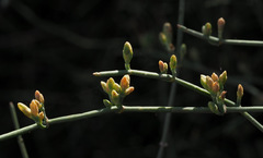 Ephedra foeminea