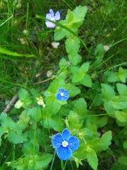 Veronica chamaedrys