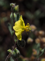 Helianthemum stipulatum