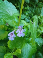 Glechoma hederacea