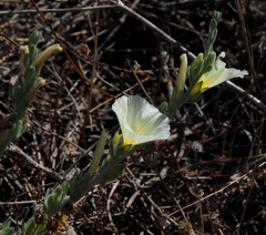 Convolvulus secundus