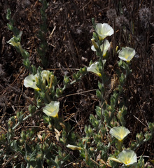 Convolvulus secundus