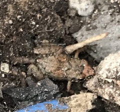 Eleutherodactylus planirostris