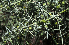Asparagus horridus