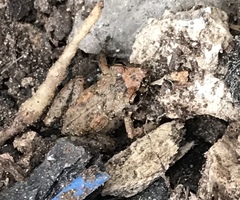 Eleutherodactylus planirostris