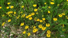 Coronilla minima