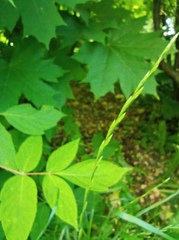 Lolium perenne