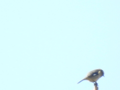 Conirostrum cinereum