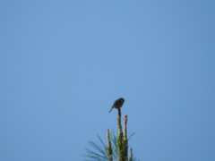 Conirostrum cinereum