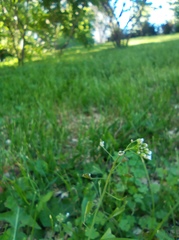 Capsella bursa-pastoris