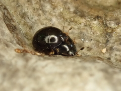 Cyllodes ater