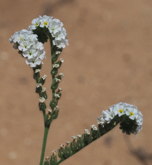 Heliotropium suaveolens