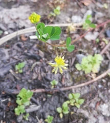 Trifolium dubium
