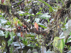 Pachyramphus cinnamomeus