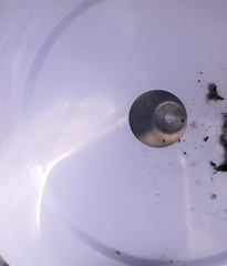 Planorbarius corneus