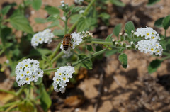 Heliotropium suaveolens