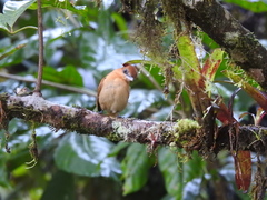 Pachyramphus cinnamomeus