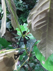 Acanthocephalini