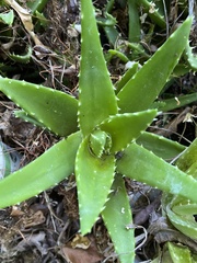 Aloe vera vera