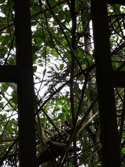 Sakesphorus canadensis