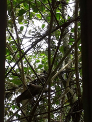 Sakesphorus canadensis