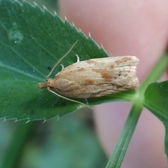 Clepsis coriacanus