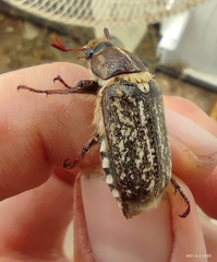 Anoxia maculiventris