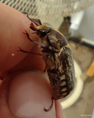 Anoxia maculiventris